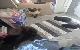 Ragdoll cats for sale: Half ragdoll kittens  - Image 9