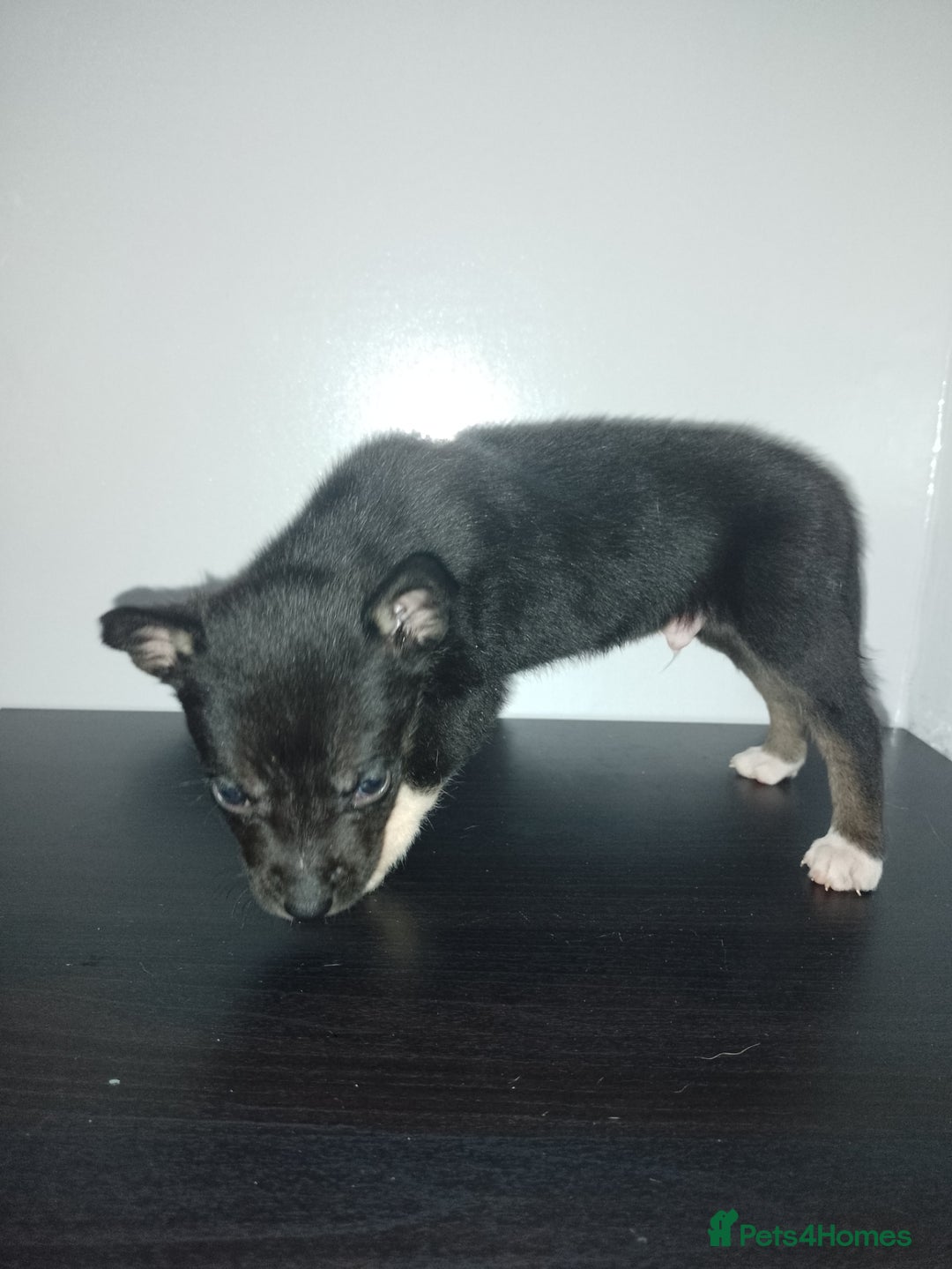 Mixed Breed dogs for sale: Staffy x Akita Puppies - Advert 7