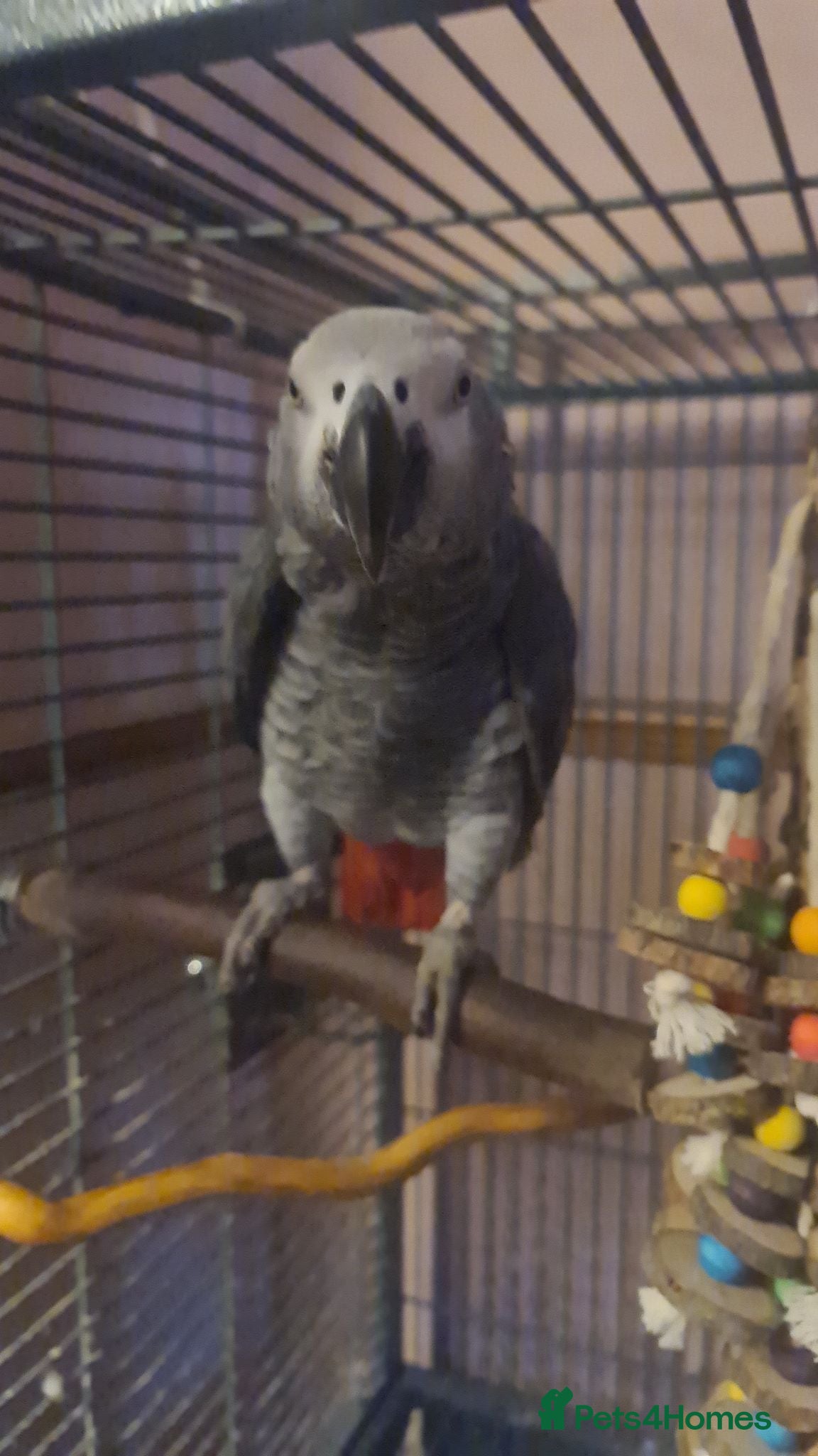 Parrots birds African grey male  - Advert 1