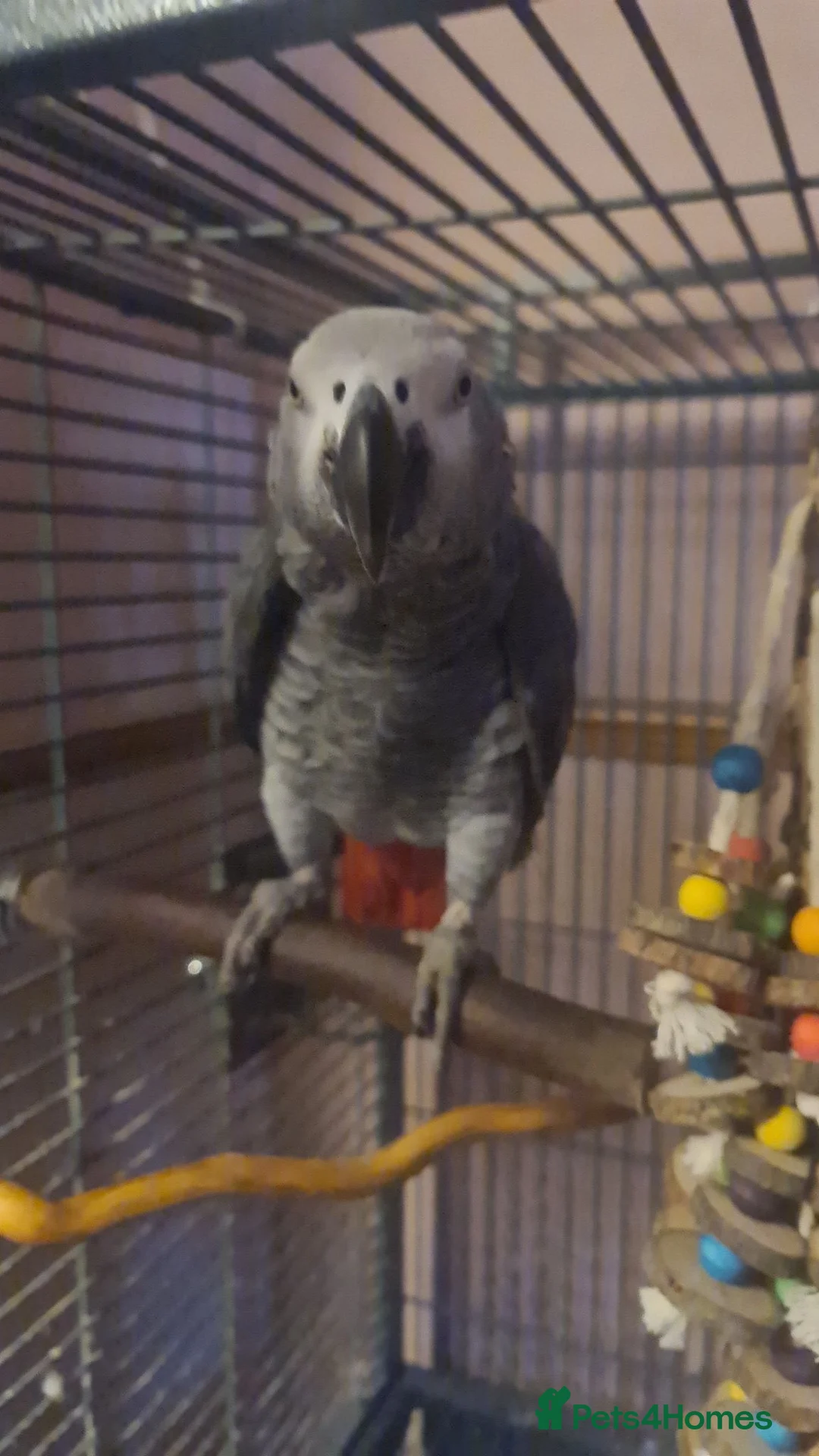 Parrots birds for sale: African grey male  - Advert 1