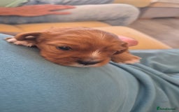 Cavalier King Charles Spaniel dogs for sale: beautiful ruby king charles cavalier  - Image 4