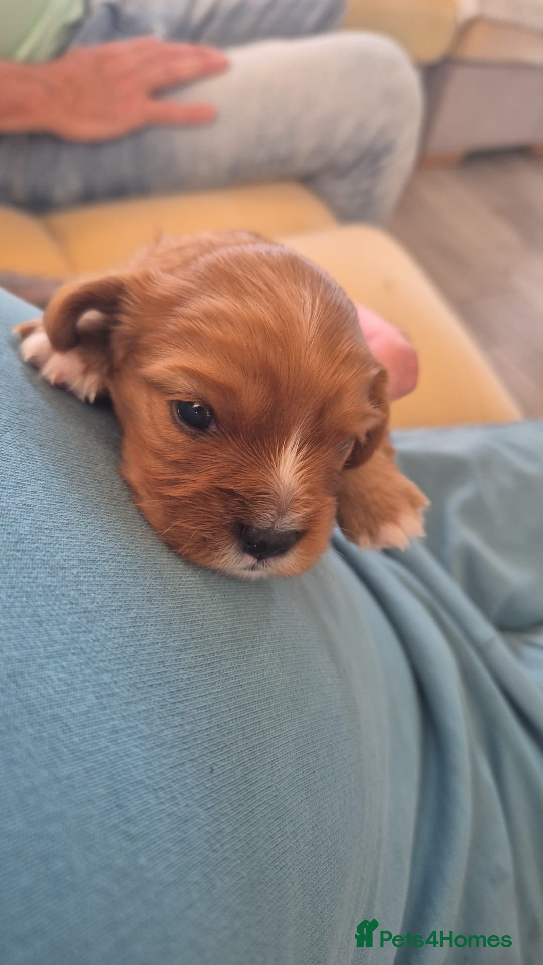 Cavalier King Charles Spaniel dogs for sale: beautiful ruby king charles cavalier  - Image 4