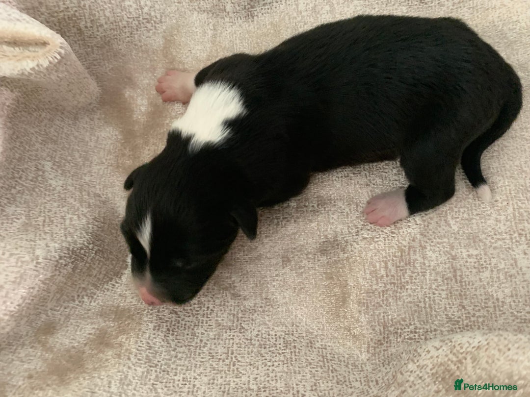 Border Collie dogs for sale: Pure Border Collie pups  - Advert 16
