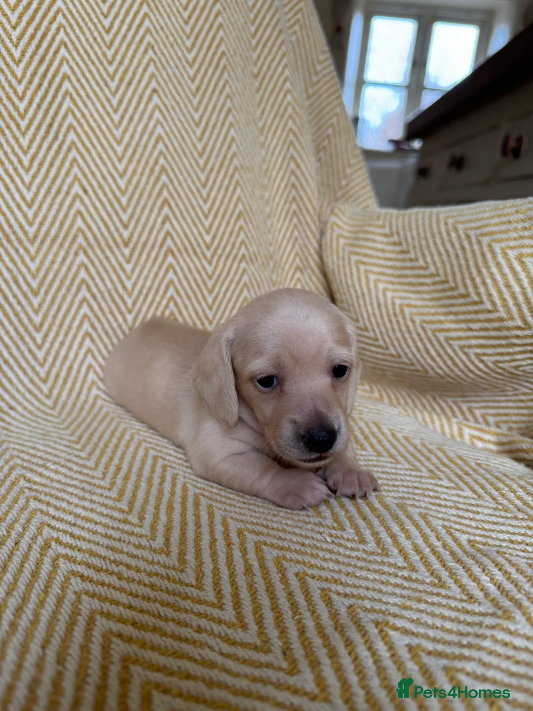 Miniature Dachshund dogs for sale: Cream miniature dachshunds-Petal’s Perfect Puppies - Advert 29