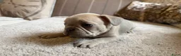 French Bulldog dogs for sale: French bulldog puppies - Advert 11