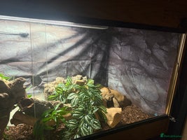 Python Snake reptiles - Advert 5