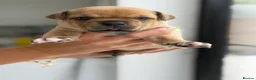 Staffordshire Bull Terrier dogs for sale: Staffordshire bull terrier  - Advert 2