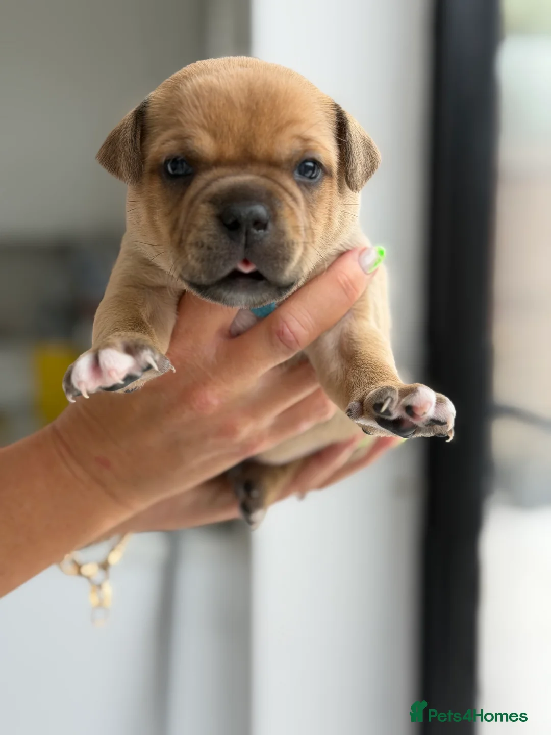 Staffordshire Bull Terrier dogs for sale: Staffordshire bull terrier  - Advert 2