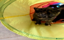 Domestic Shorthair cats for sale: Gorgeous kittens for sale - south of Edinburgh  - Image 13