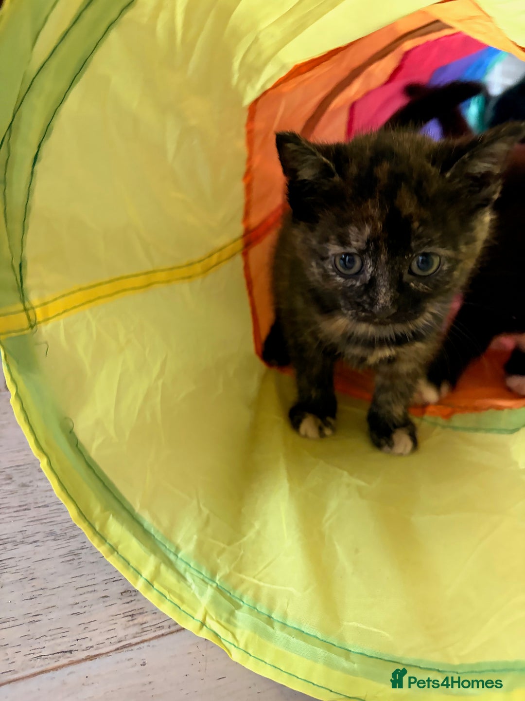 Domestic Shorthair cats for sale: Gorgeous kittens for sale - south of Edinburgh  - Image 13