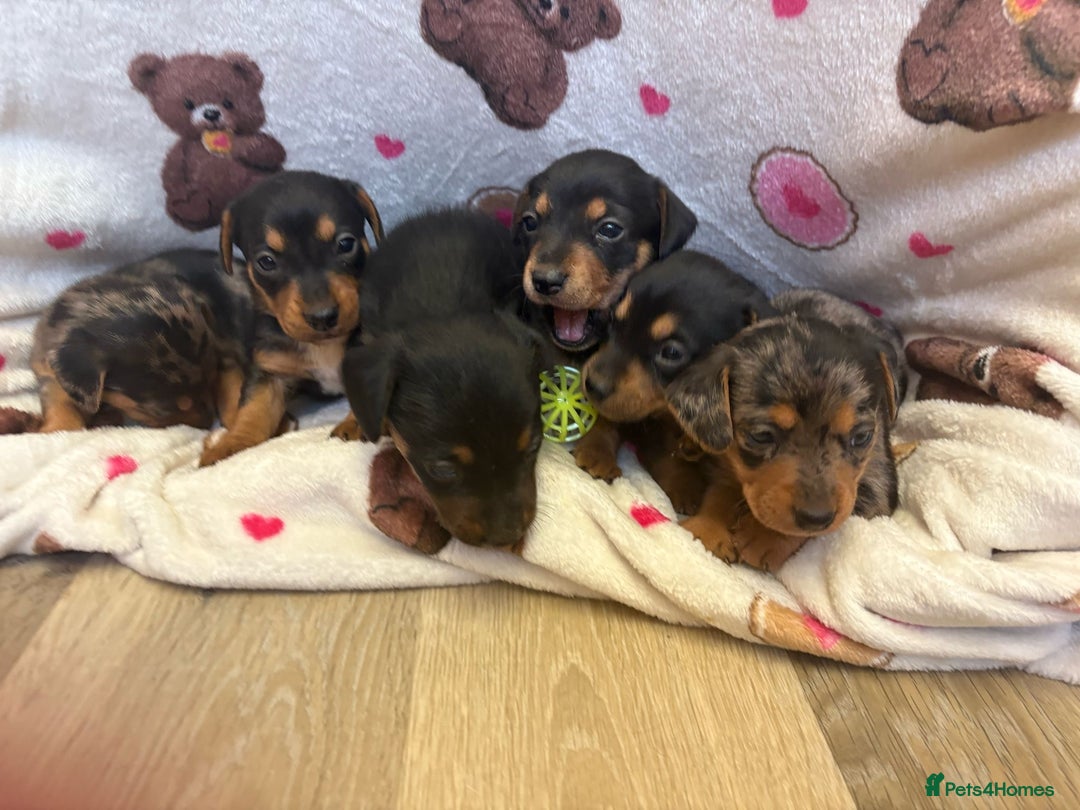 Mixed Breed dogs for sale: Jack Russel/miniature Datchound - Image 23