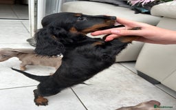 Dachshund dogs for sale: Mini Dachshund Longhaired - Image 4