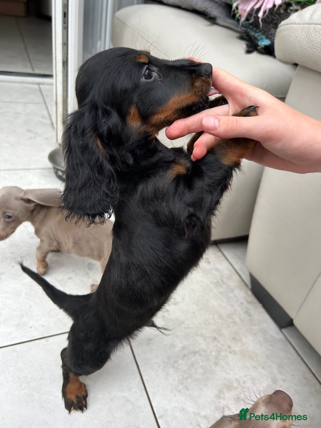 Dachshund dogs for sale: Mini Dachshund Longhaired - Image 4