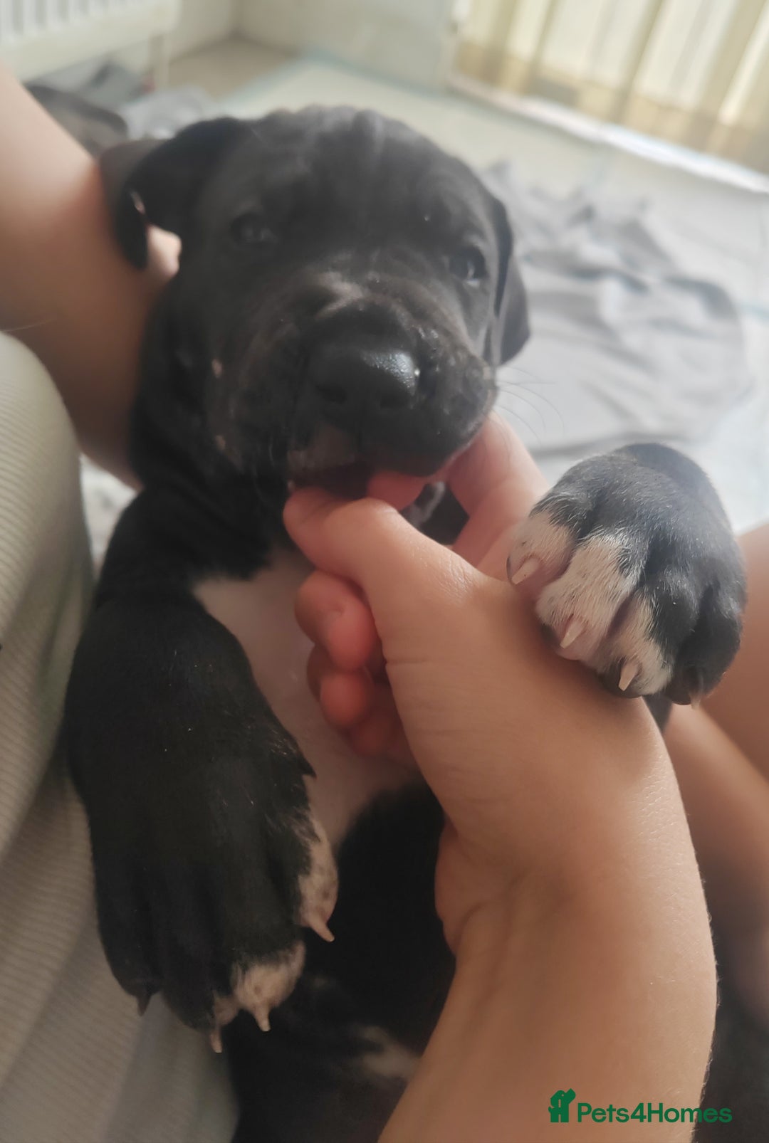 Great Dane dogs for sale: Beautiful KC registered Great Dane Puppies  - Image 5