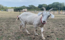 Goats livestock for sale: Boer Cross Dairy Nanny Goat Goatling Doeling - Image 5