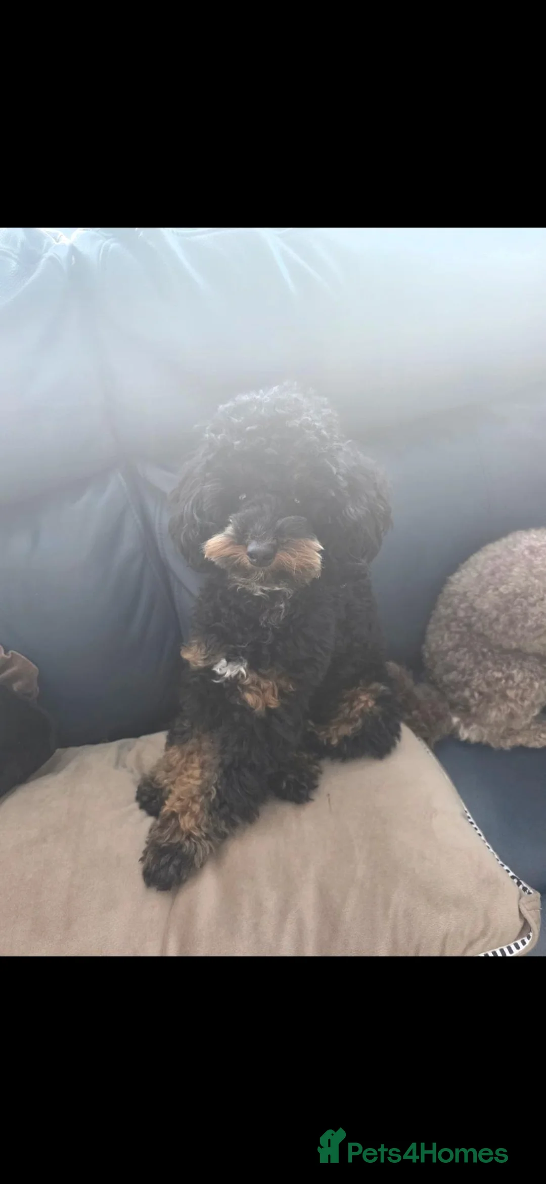 Poochon dogs for sale: Poochon  in Bootle - Advert 8