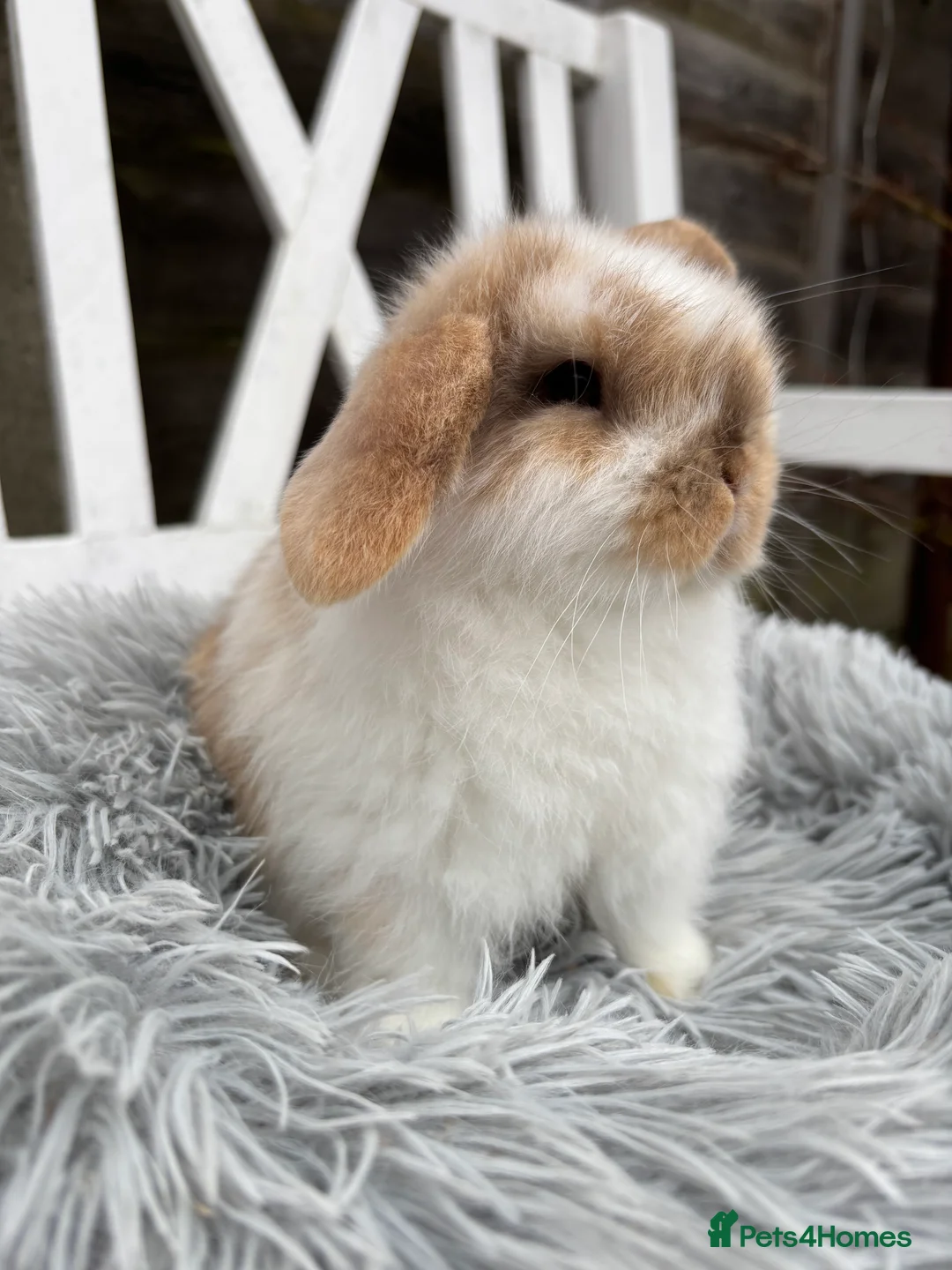 Mini Lop rabbits for sale: Gorgeous mini lop boy  - Advert 4