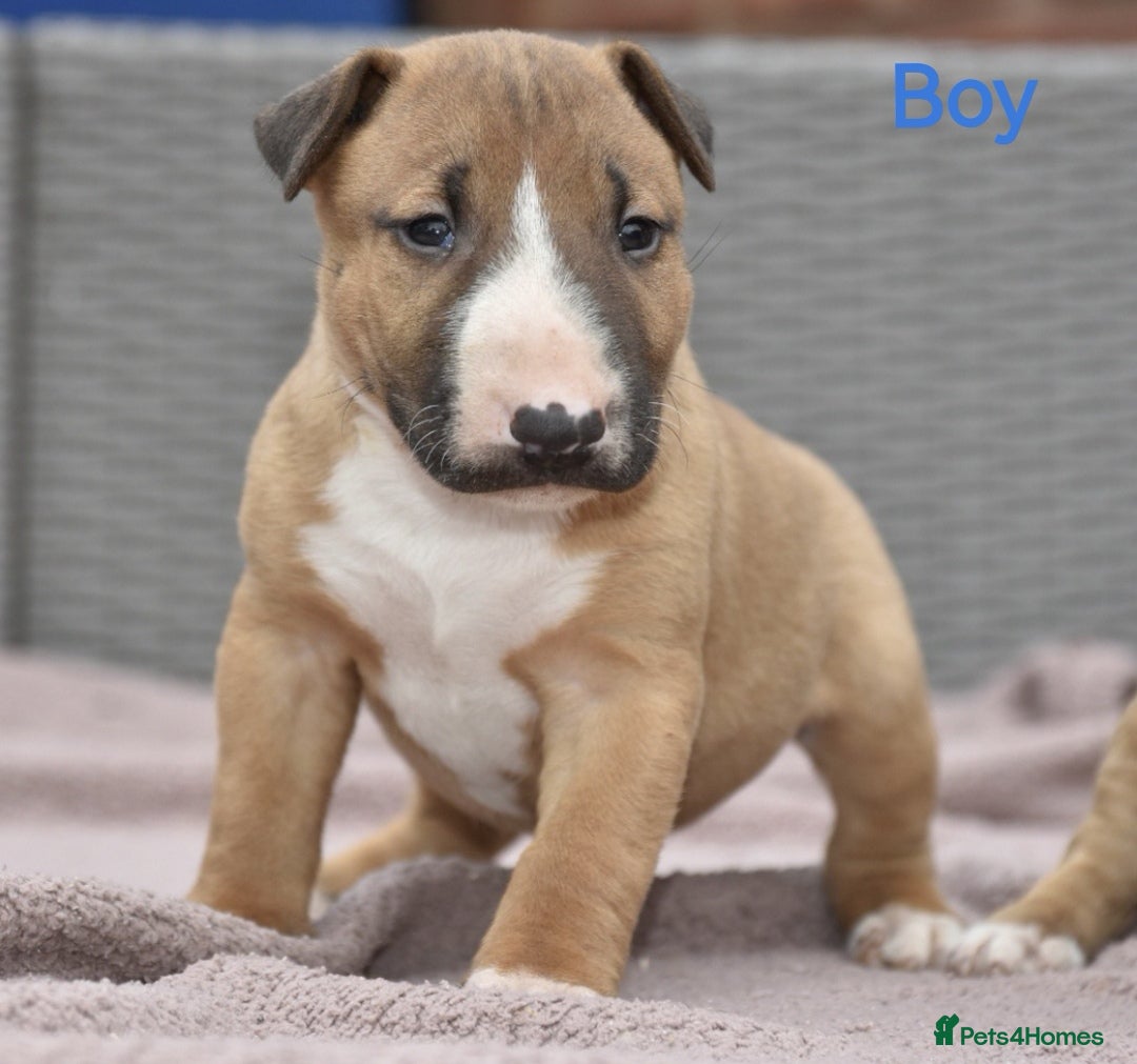 English Bull Terrier dogs for sale: Exceptional english bull terrier puppies  - Image 3
