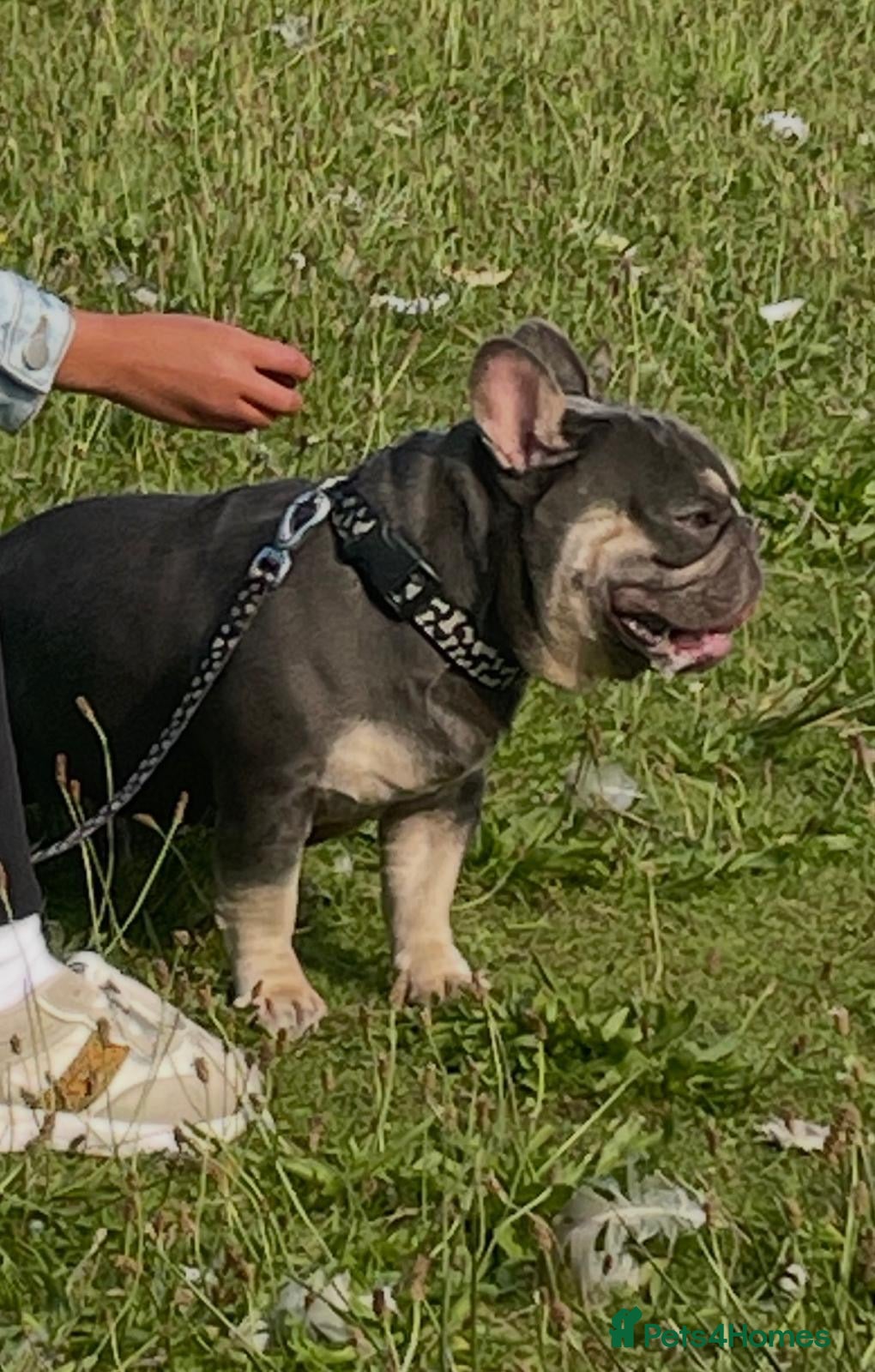 French Bulldog dogs 4yr old French bulldog  **  - Advert 1