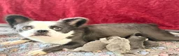 French Bulldog dogs for sale: Blue fluffy husky French bulldog  - Advert 3