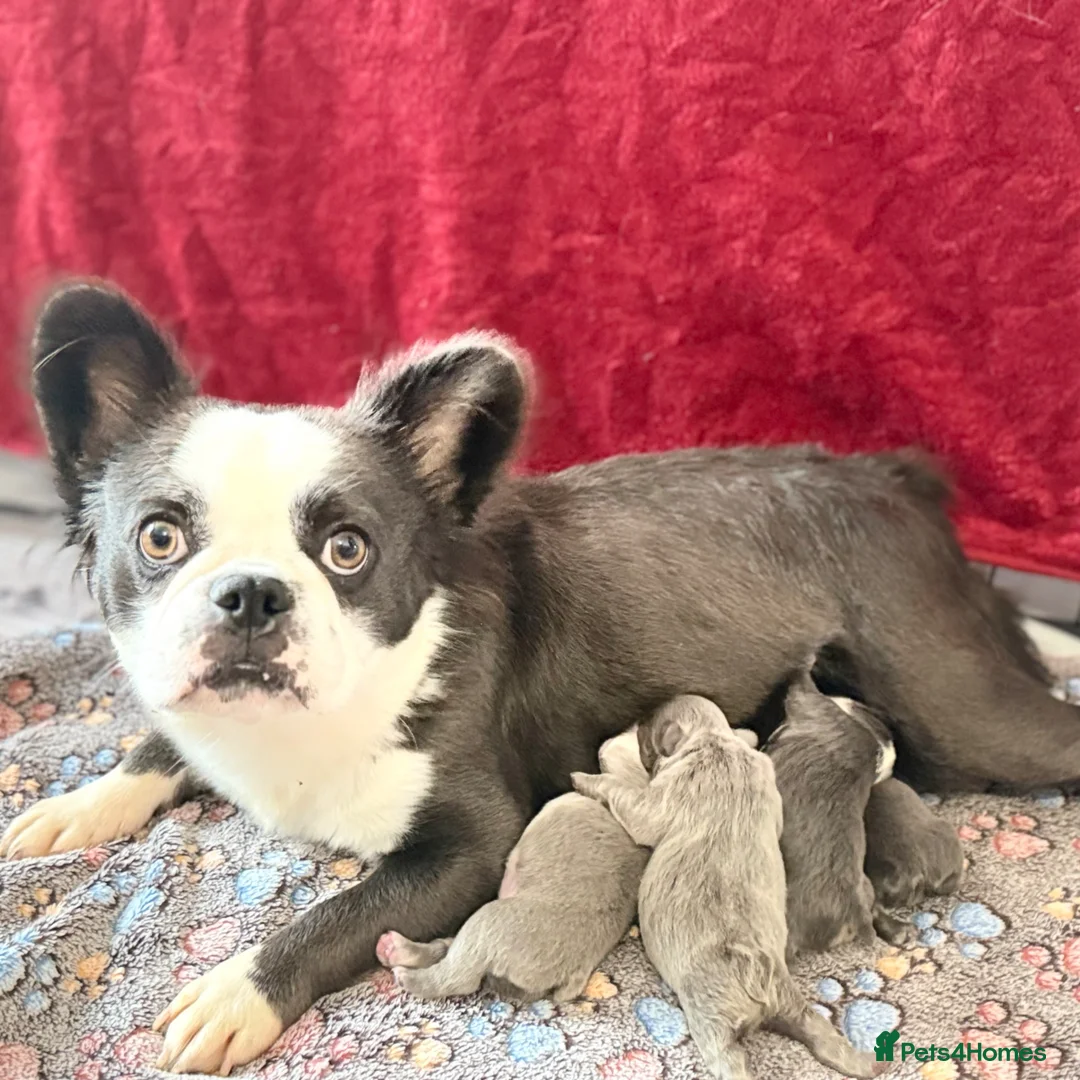 French Bulldog dogs for sale: Blue fluffy husky French bulldog  - Advert 3