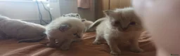 Ragdoll cats for sale: 5 purebred ragdoll kittens for sale in Cardiff - Advert 4