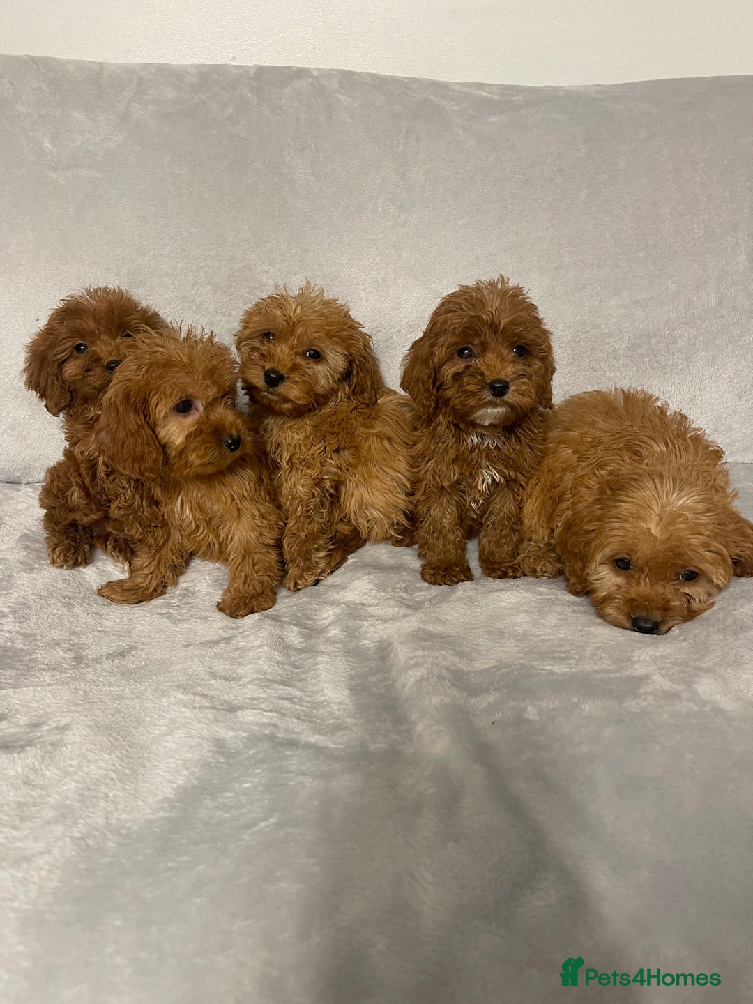 Cockapoo dogs for sale: 5 beautiful cockapoos  - Advert 4