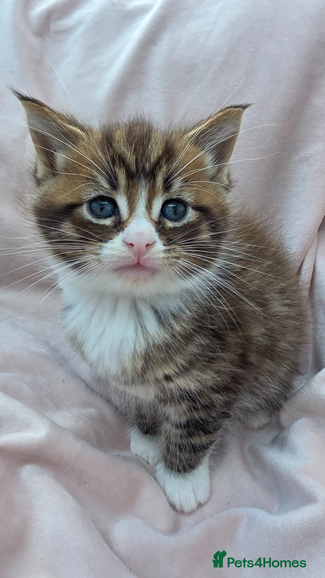 Mixed Breed cats for sale: Maine Coon X Kittens for Sale  - Advert 2
