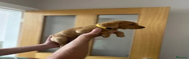 Labrador Retriever 3