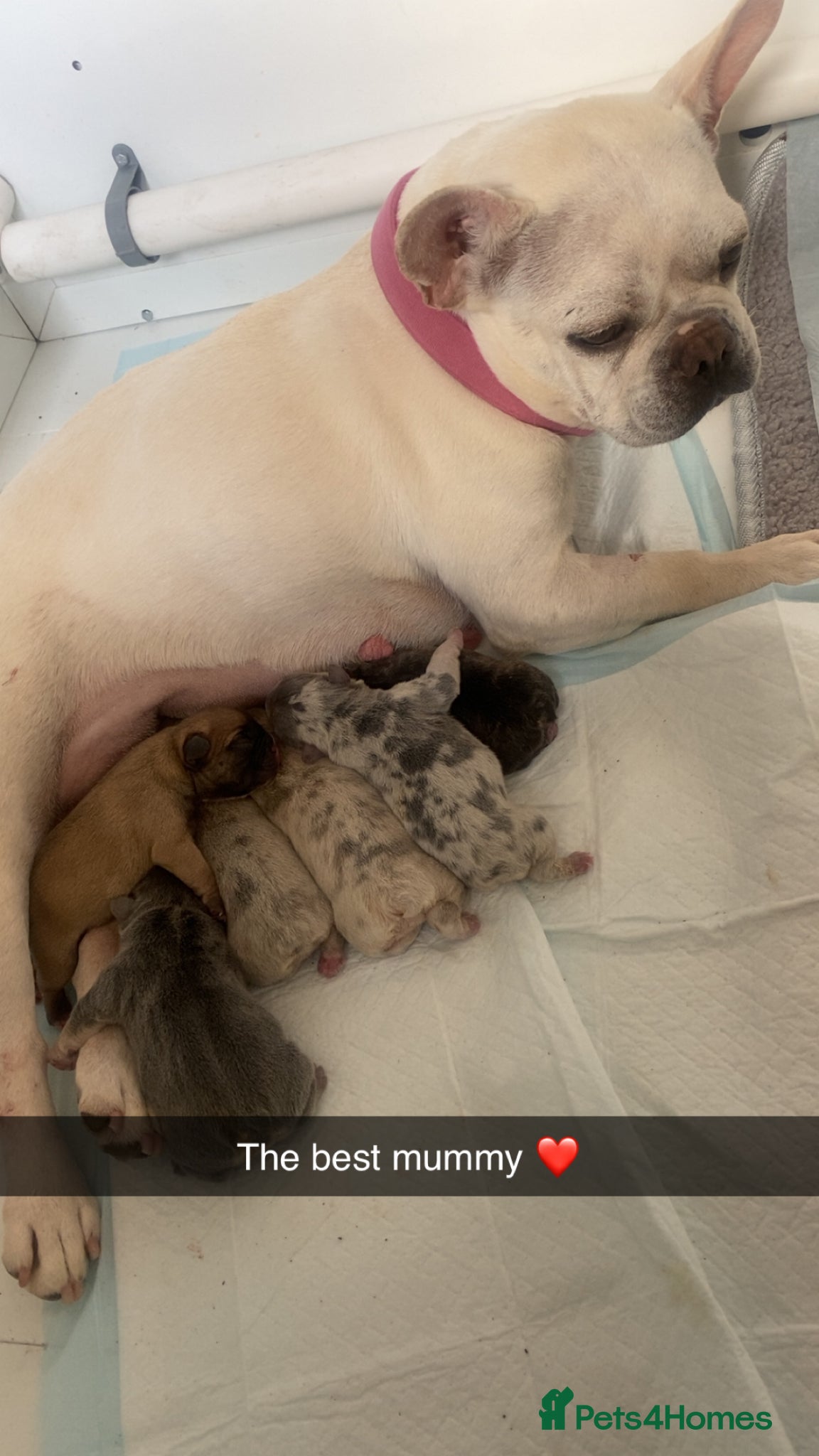 French Bulldog dogs Frenchies for sale  - Advert 9