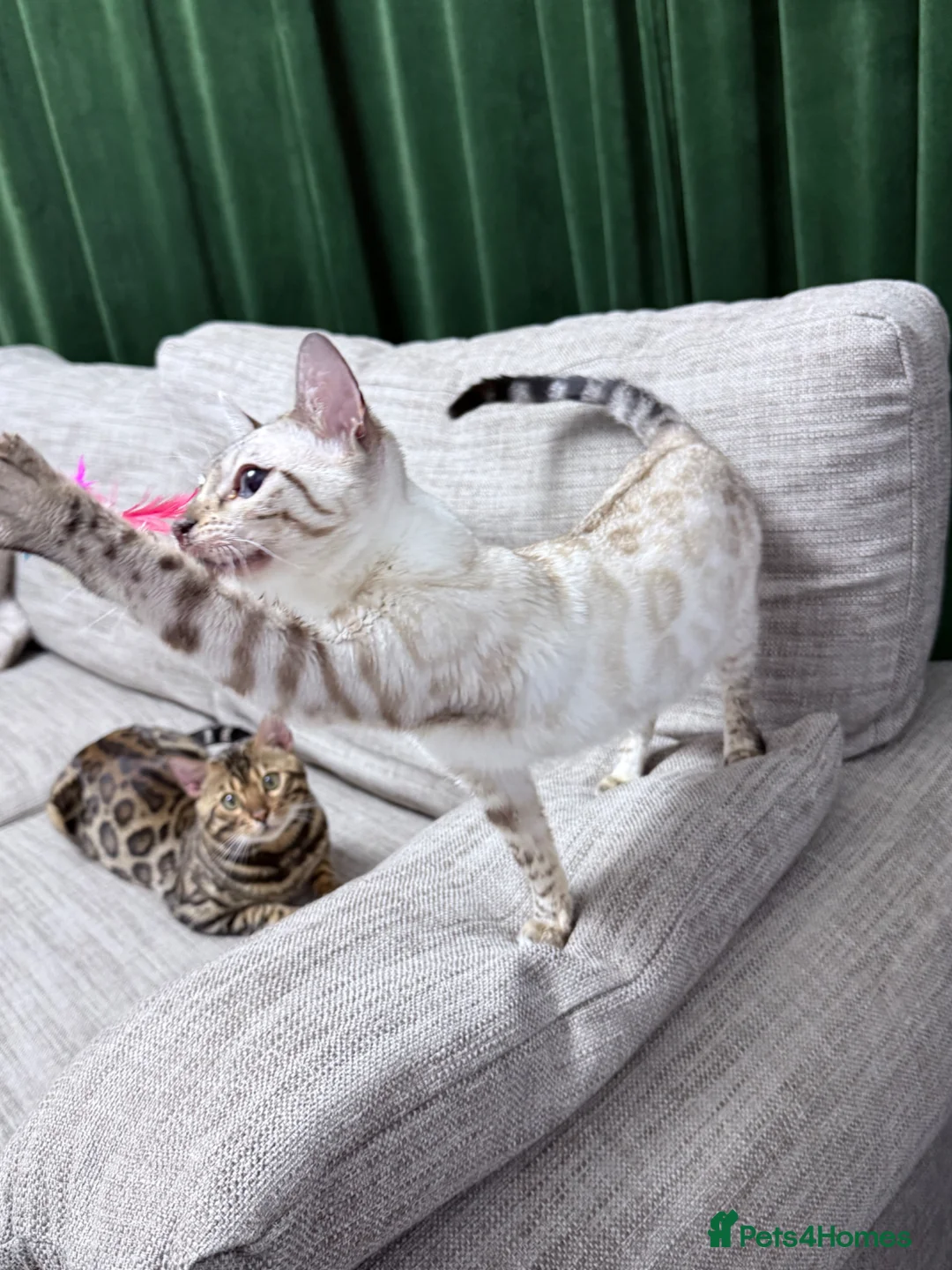 Bengal cats for sale: The Bengal male cat is very large.🐆 - Advert 2