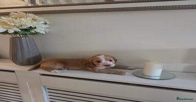 Cocker Spaniel dogs - Advert 16