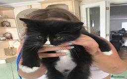 Mixed Breed cats for sale: Half main coon kitten  - Image 2