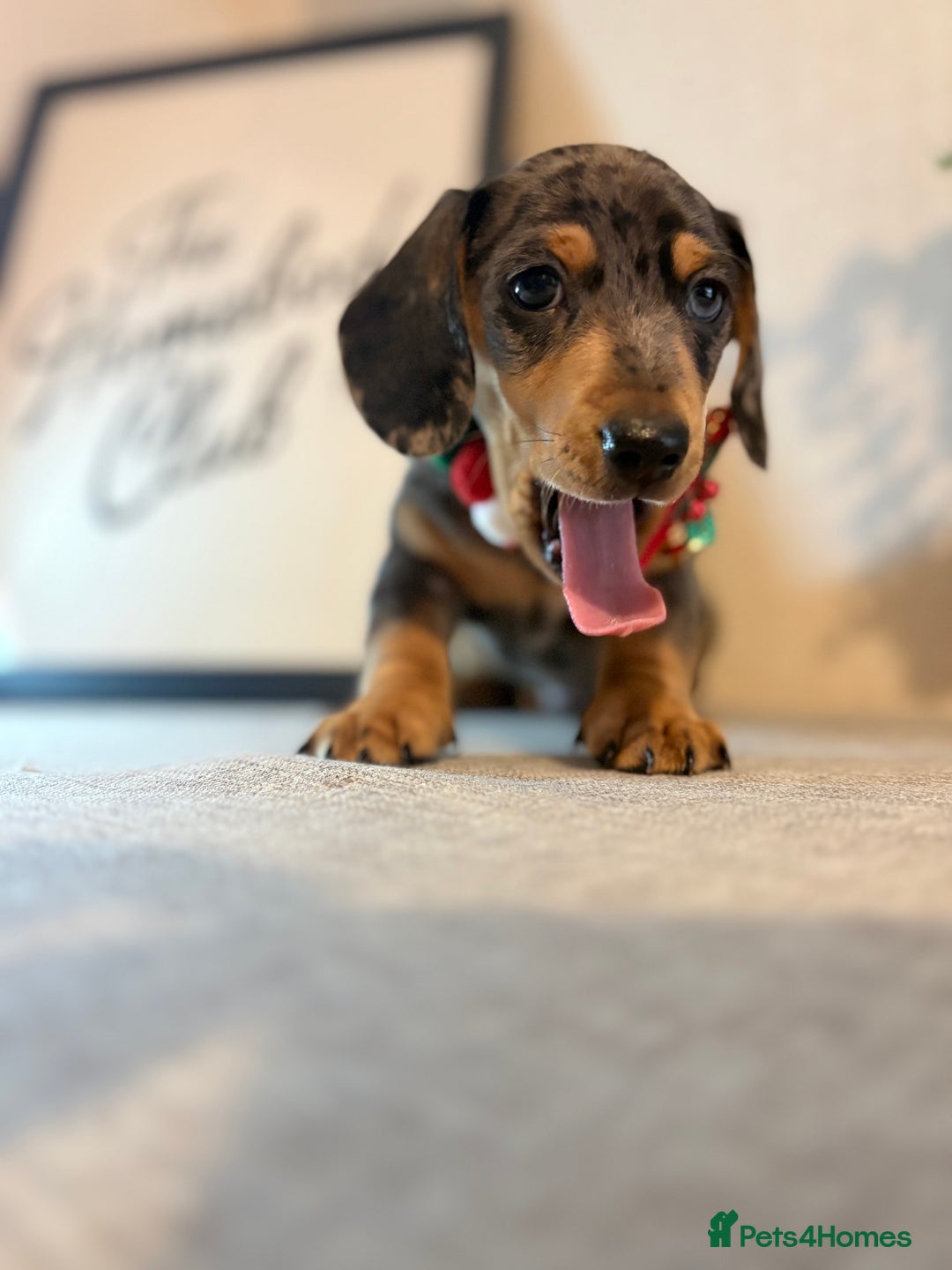 Miniature Dachshund dogs for sale: Miniature Dachshunds dapple. KC reg 4th Jan - Advert 6