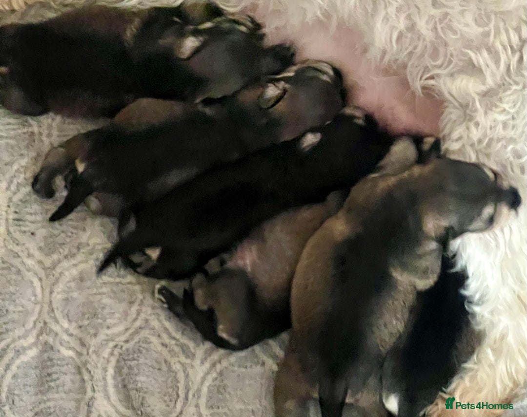 Miniature Schnauzer dogs for sale: 🤎🖤🩶Stunning Miniature Schnauzer Pups🩶🖤🤎 - Advert 18