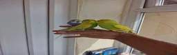 Budgerigars birds for sale: Super Silly hand tamed budgie - Advert 21