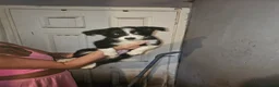 Border Collie dogs for sale: 2 male border collie  in Stalybridge - Advert 3