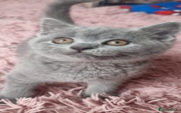 British Shorthair cats for sale: 3 beautiful bsh female kittens available  - Image 5