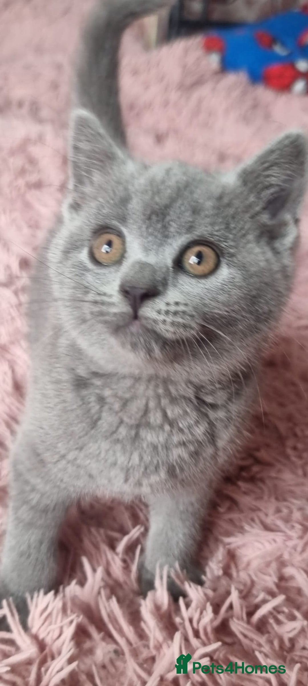 British Shorthair cats for sale: 3 beautiful bsh female kittens available  - Image 5
