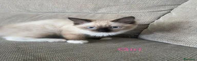 Ragdoll 4
