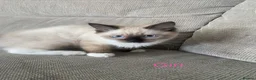 Ragdoll cats for sale: Ragdoll Kittens - Advert 8