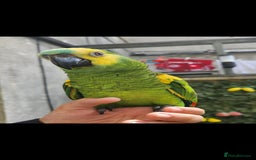 Budgerigars birds for sale: BABY BLUE FRONTED AMAZON PARROT - Image 2