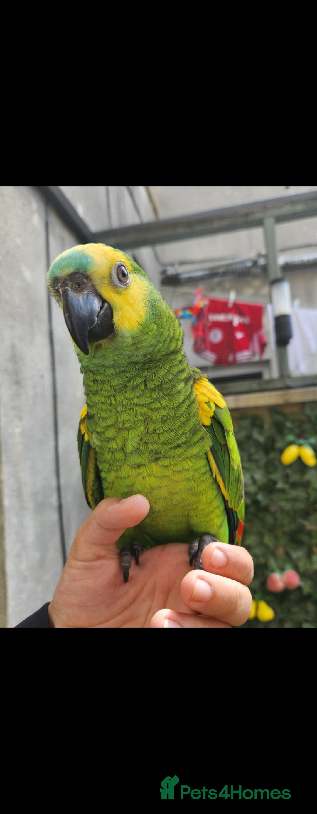 Budgerigars birds for sale: BABY BLUE FRONTED AMAZON PARROT - Image 2