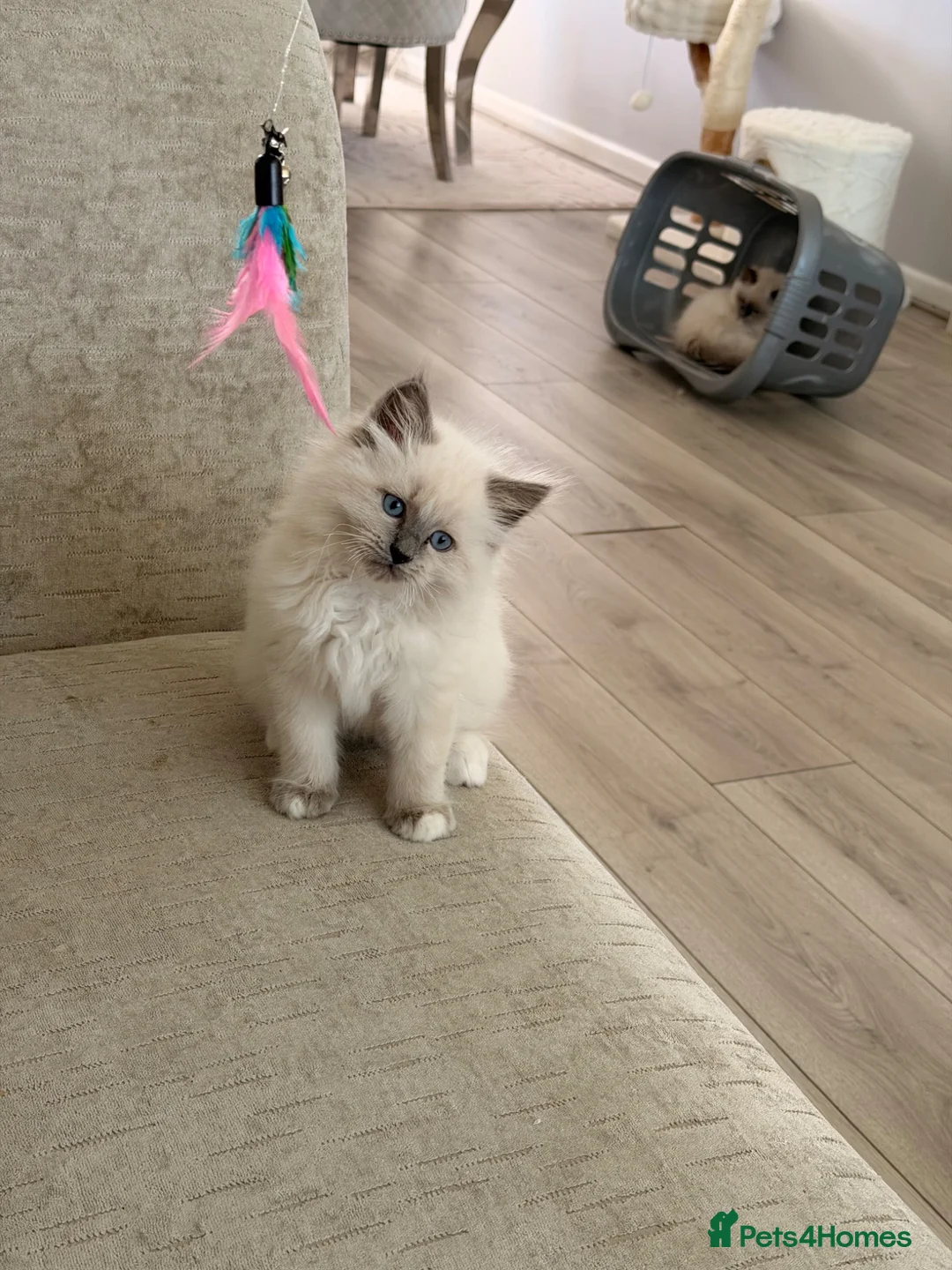 Ragdoll cats for sale: Beautiful 12 week old ragdoll kitten - Advert 8