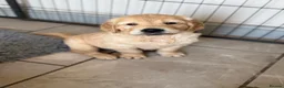 Golden Retriever dogs for sale: Beautiful KC Golden Retrievers  - Advert 10