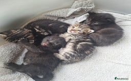 Mixed Breed cats for sale: 🐾 Adorable Kittens Looking for Loving Homes! 🐾 - Image 1