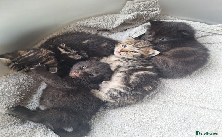 Mixed Breed cats - Advert 12