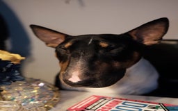 English Bull Terrier dogs for sale: English Bull Terrier - Image 10
