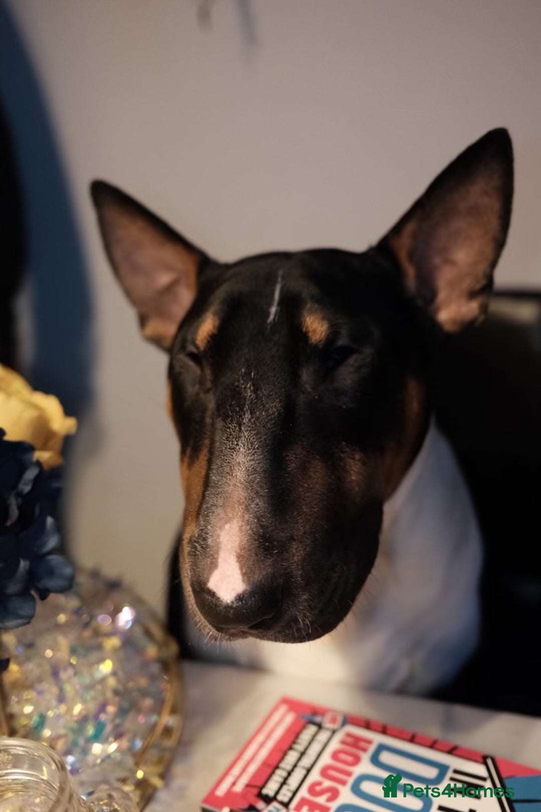 English Bull Terrier dogs for sale: English Bull Terrier - Image 10