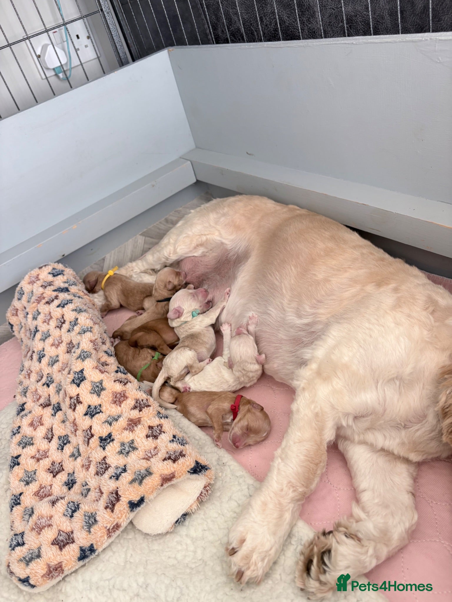 Cockapoo dogs Stunning Fully Health Tested F2b Cockapoo Proven ! - Advert 2